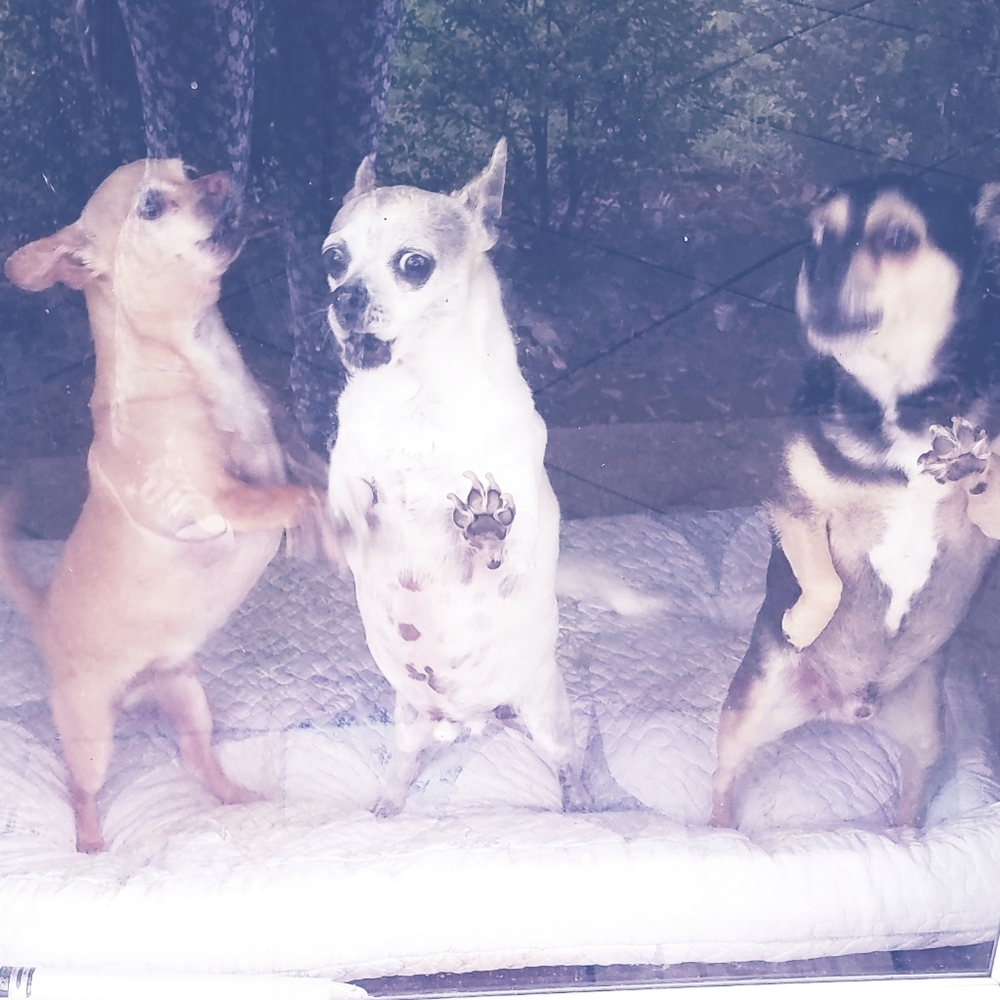 My boys